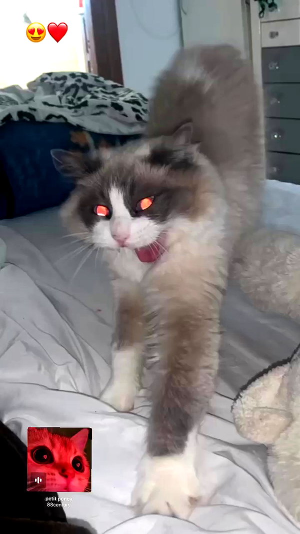 simp_for_cats_ archive video preview