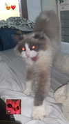simp_for_cats_ Altpins Profile Picture