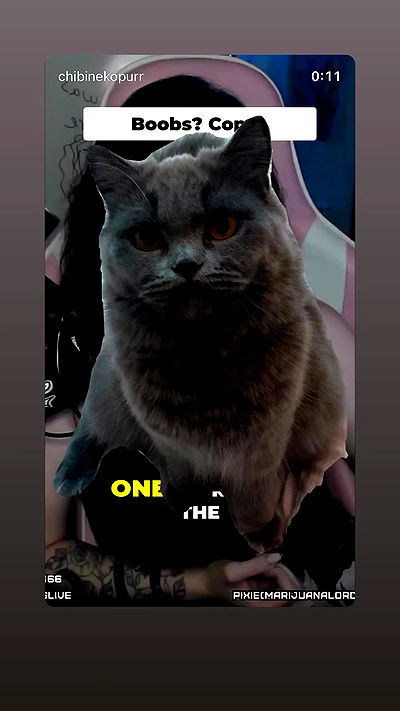 chibinekopurr chibinekopurr archive video