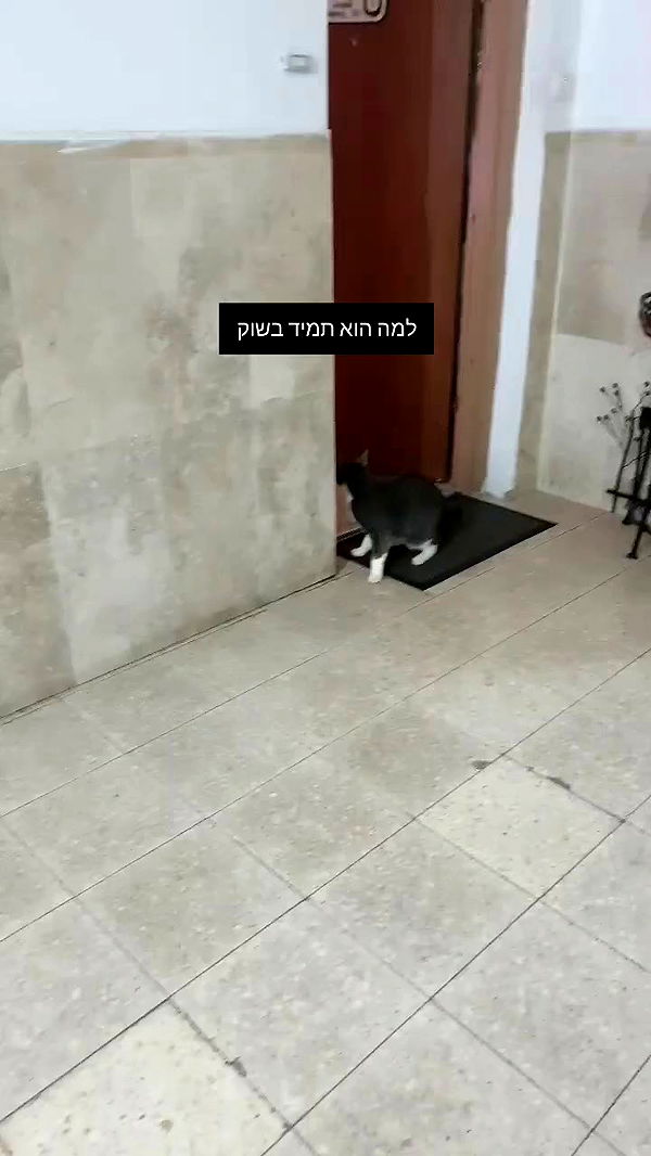 tinapavlov.sky archive video preview