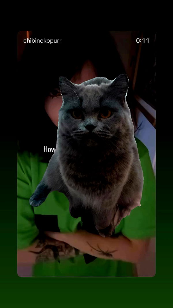 chibinekopurr archive video preview