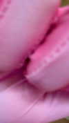 swfx_real Altpins Profile Picture