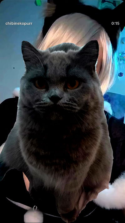 chibinekopurr chibinekopurr archive video