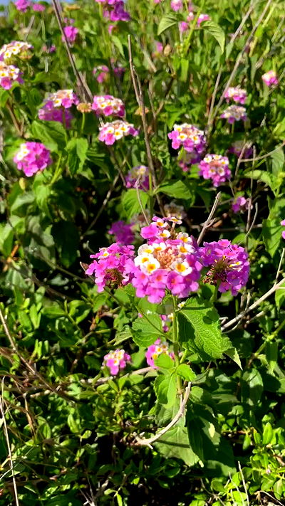 shunli__mei shunli__mei archive video