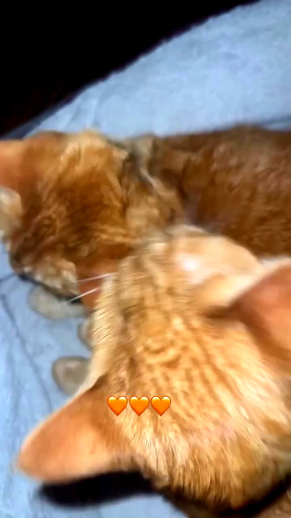 butter.on.a.poptart69 archive video preview