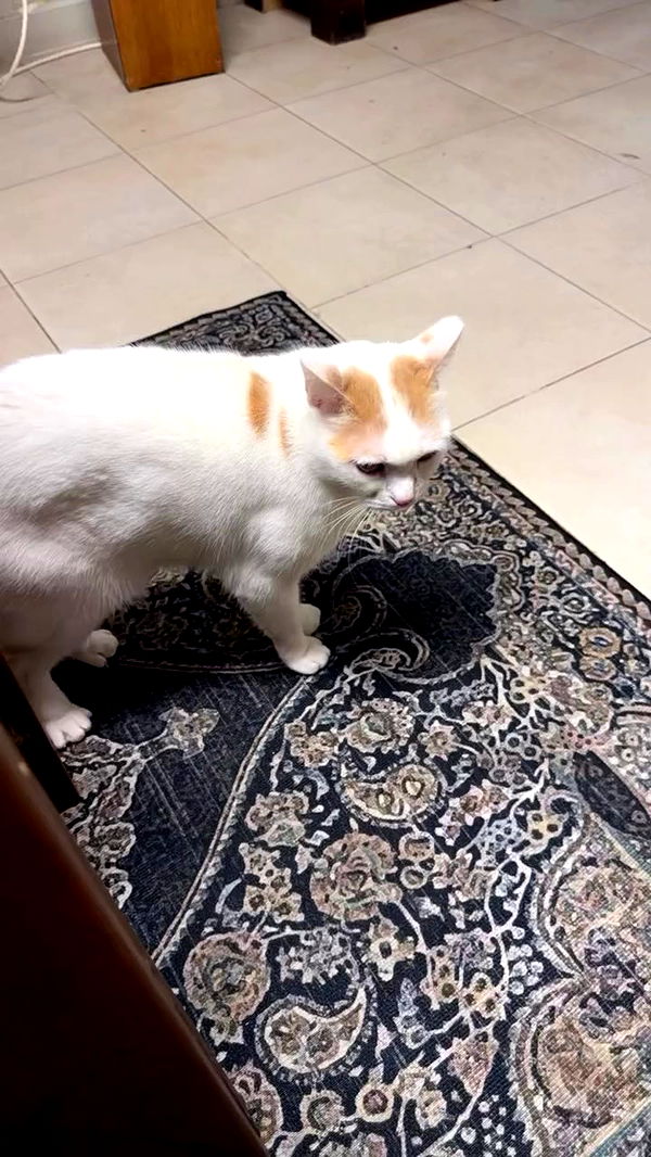 strawberryshanz archive video preview