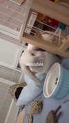 svgarbvnnies Altpins Profile Picture