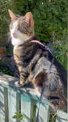 jahia_brown Altpins Profile Picture