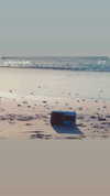 mai_glazer Altpins Profile Picture