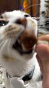 maori_cohen Altpins Profile Picture
