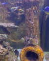 jahia_brown Altpins Profile Picture