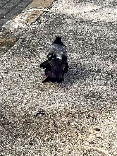 mosssaico mosssaico archive video