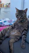 shanidahan7 Altpins Profile Picture