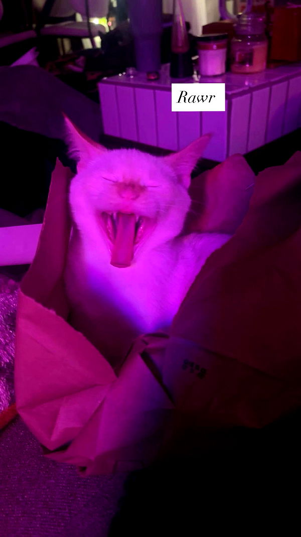 tatum.ricee archive video preview