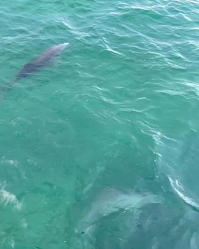 taylor.creeden taylor.creeden archive video