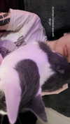 livindeadyaz Altpins Profile Picture