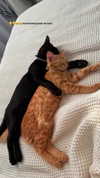 mishel_d_ Altpins Profile Picture