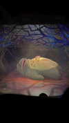 lihi.k_ Altpins Profile Picture
