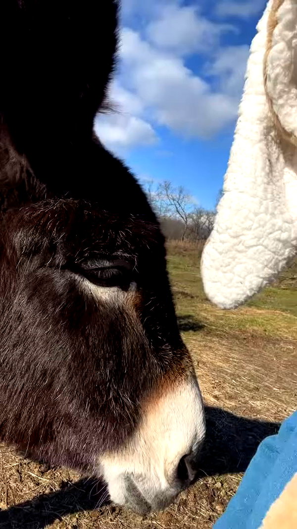 _broock_ archive video preview