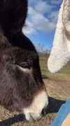 _broock_ Altpins Profile Picture