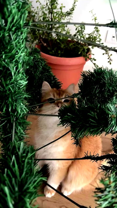 itsilanosh itsilanosh archive video