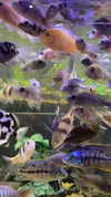 babynympho_archive Altpins Profile Picture