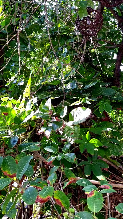 shunli__mei shunli__mei archive video