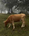 vanessa.rhd Altpins Profile Picture