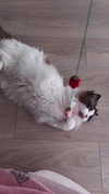 duckie.cos Altpins Profile Picture