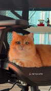 itsilanosh Altpins Profile Picture