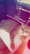 xsurio Altpins Profile Picture
