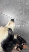feelbetterinmysweater Altpins Profile Picture