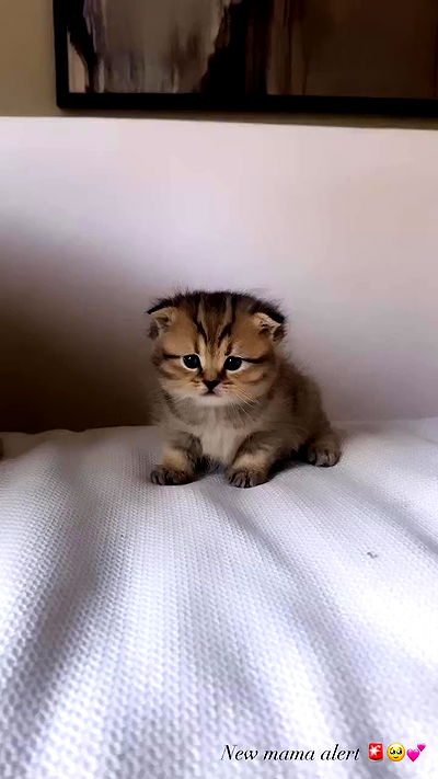 taylor.creeden taylor.creeden archive video