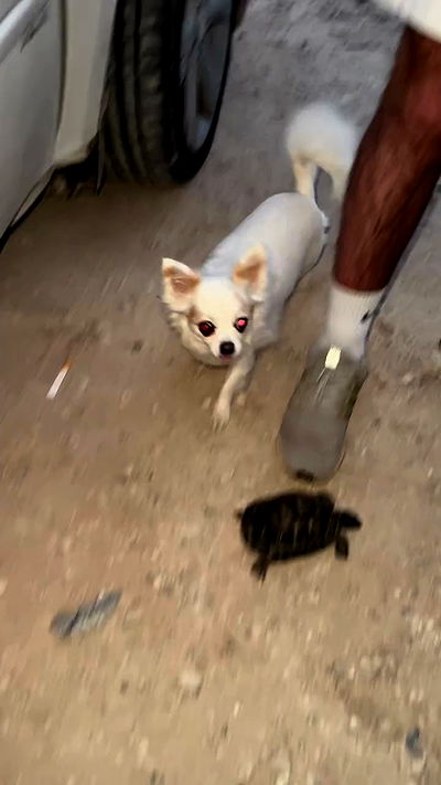 assoolin assoolin archive video