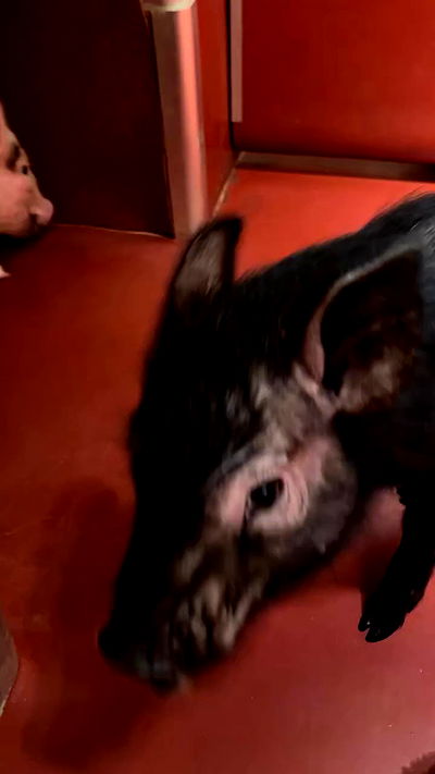 taylor.creeden taylor.creeden archive video