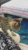 evasela__ Altpins Profile Picture