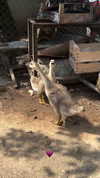 rott3nbambi Altpins Profile Picture