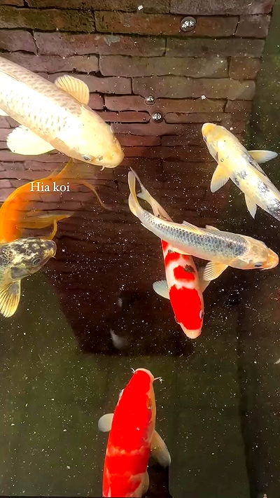 taylor.creeden taylor.creeden archive video