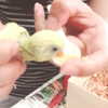 erokochiba Altpins Profile Picture