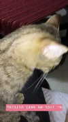 evasela__ Altpins Profile Picture