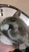 minenmi_ Altpins Profile Picture