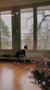 lilih Altpins Profile Picture