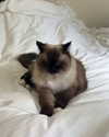 danielle.mercedie Altpins Profile Picture