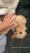 sophiecharlotth Altpins Profile Picture