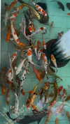 quitmell Altpins Profile Picture