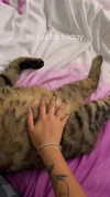 shanidahan7 Altpins Profile Picture