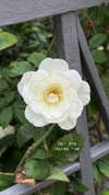 roni_ackerman Altpins Profile Picture