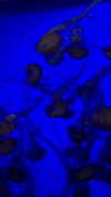 cacawaterslushy Altpins Profile Picture