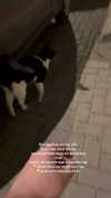 karin_orhov Altpins Profile Picture