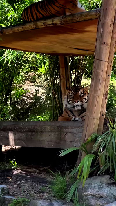 taylor.creeden taylor.creeden archive video